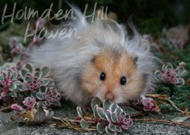 RC- Golden Umbrous Longhaired